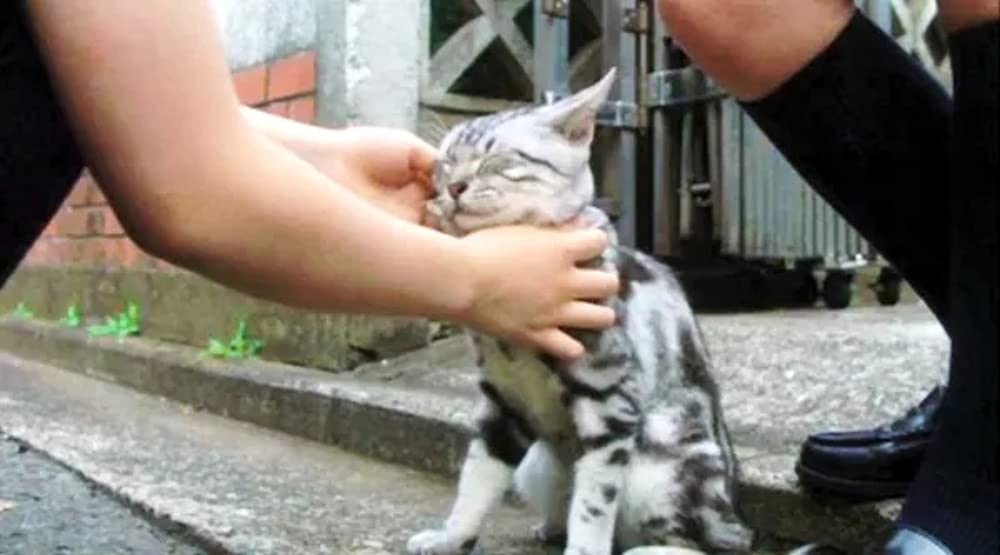 グーグーだって猫であるの画像