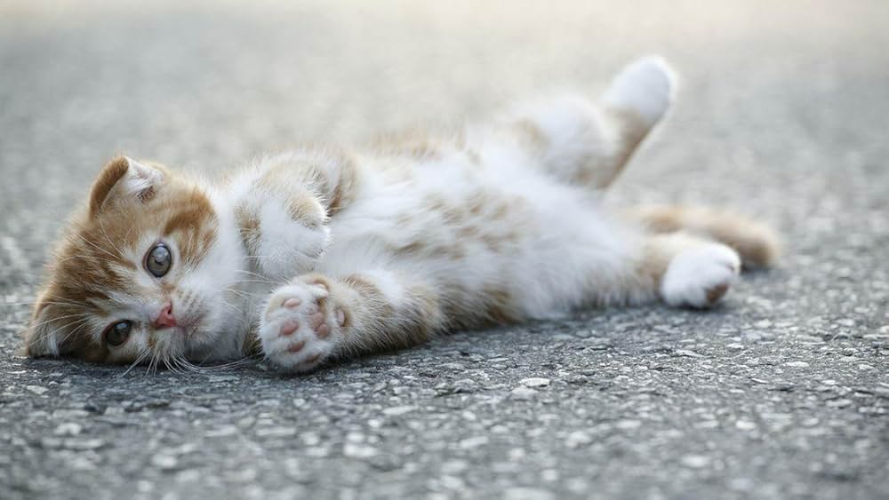 ネコナデの画像