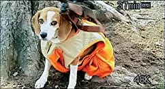 ボウリング・フォー・コロンバインの画像