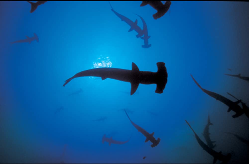 シャークウォーター 神秘なる海の世界の画像