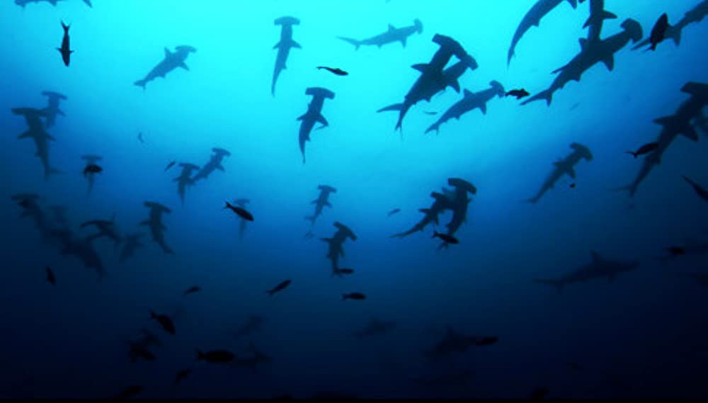 シャークウォーター 神秘なる海の世界の画像