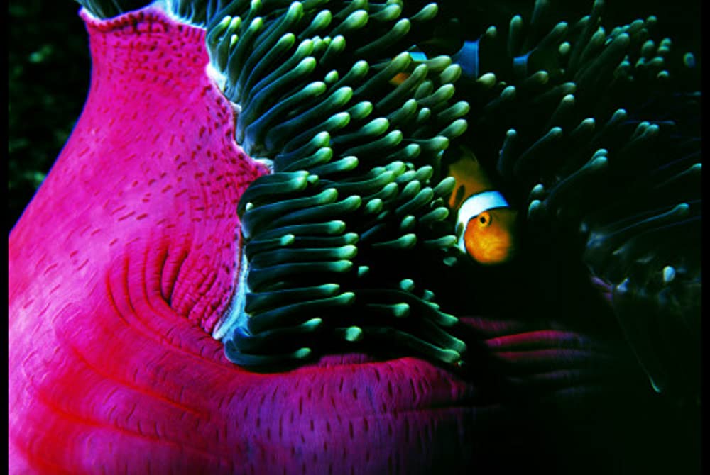 シャークウォーター 神秘なる海の世界の画像