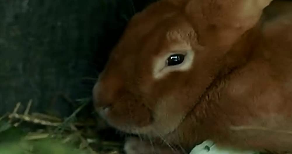 ベティの小さな秘密の画像