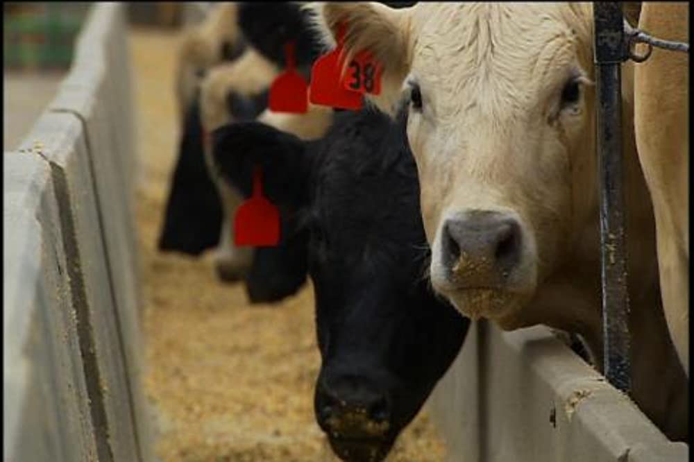 キング・コーン 世界を作る魔法の一粒の画像