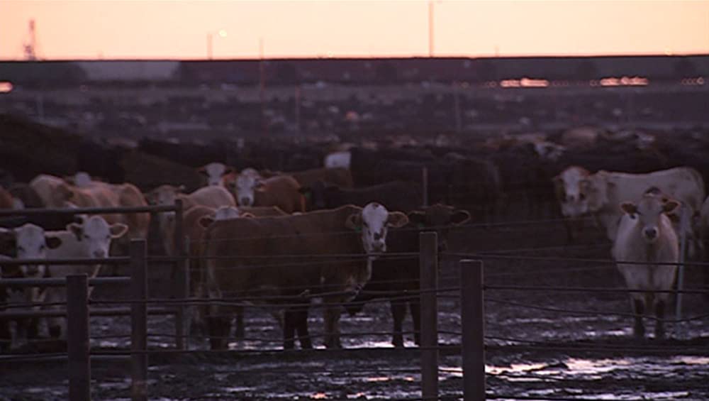 キング・コーン 世界を作る魔法の一粒の画像