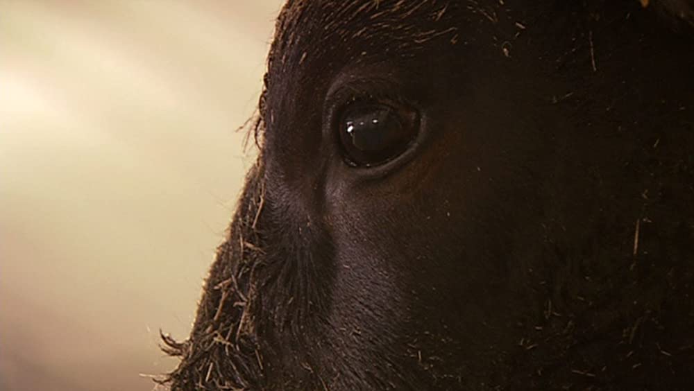 キング・コーン 世界を作る魔法の一粒の画像