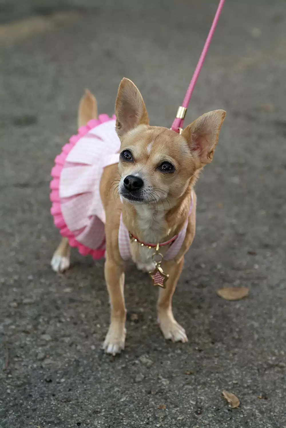 キューティ・ブロンド2／ハッピーMAXの画像