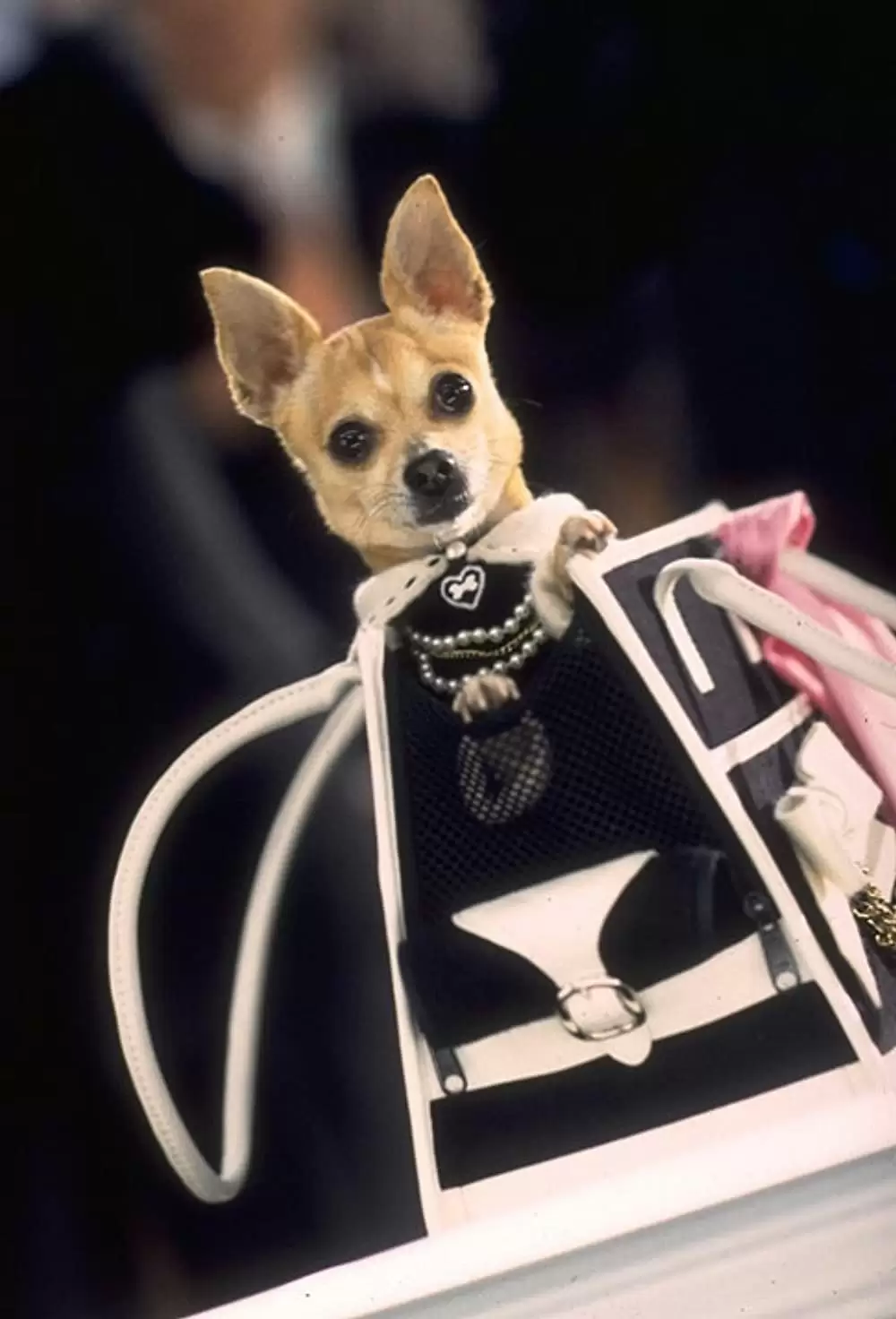 キューティ・ブロンド2／ハッピーMAXの画像