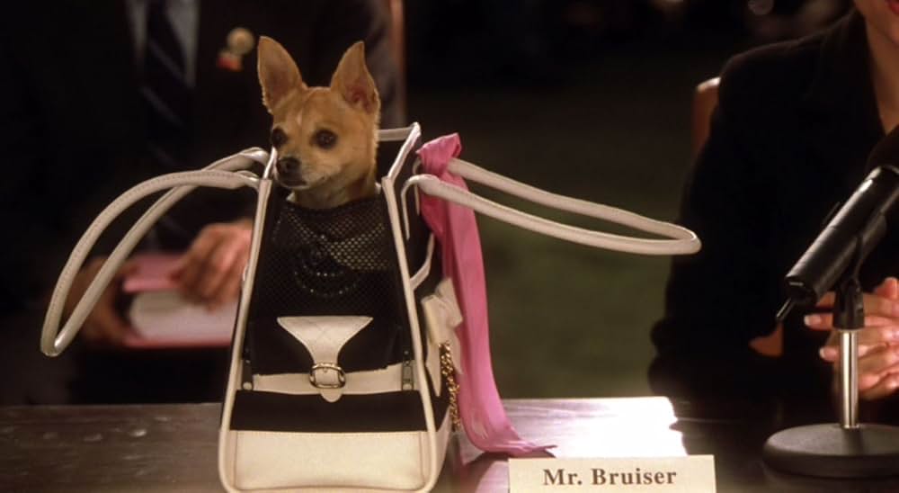 キューティ・ブロンド2／ハッピーMAXの画像