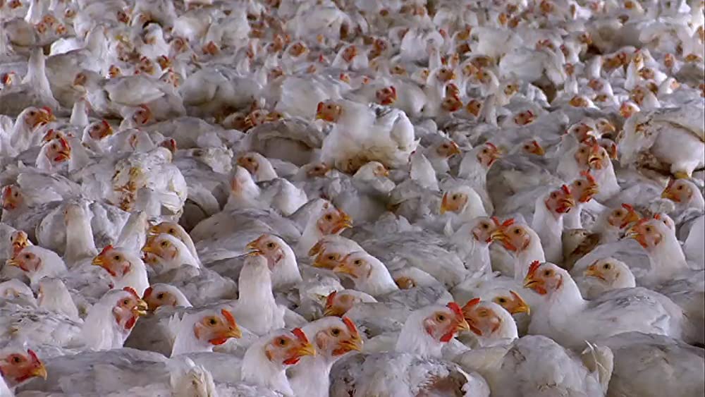 フード・インクの画像