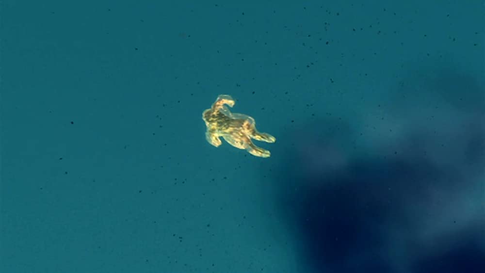 ヘルドライバーの画像