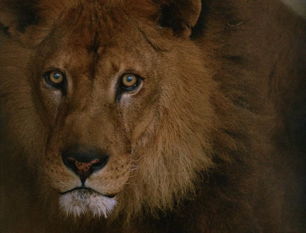 暗殺のオペラの画像