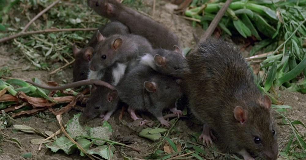 ウイラードの画像