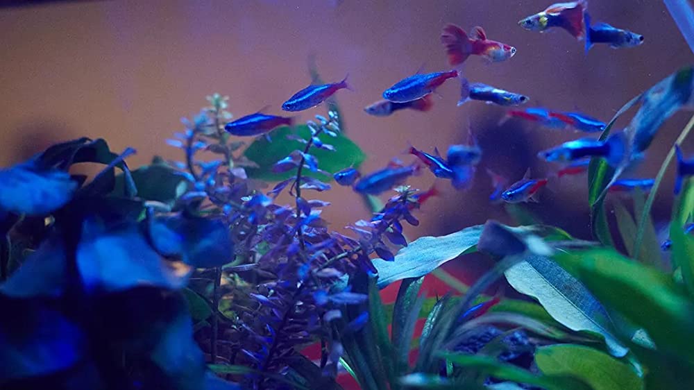 すーちゃん まいちゃん さわ子さんの画像