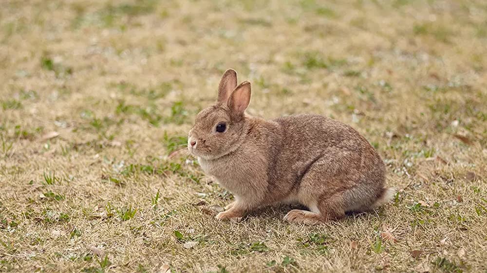 すーちゃん まいちゃん さわ子さんの画像