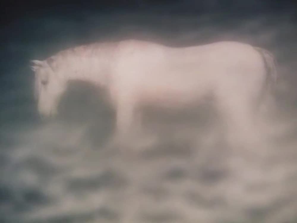 霧の中のハリネズミ／霧につつまれたハリネズミの画像