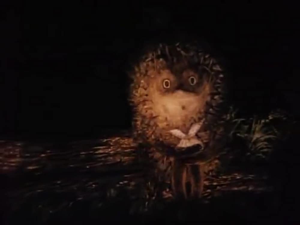 霧の中のハリネズミ／霧につつまれたハリネズミの画像