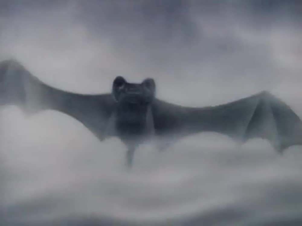 霧の中のハリネズミ／霧につつまれたハリネズミの画像