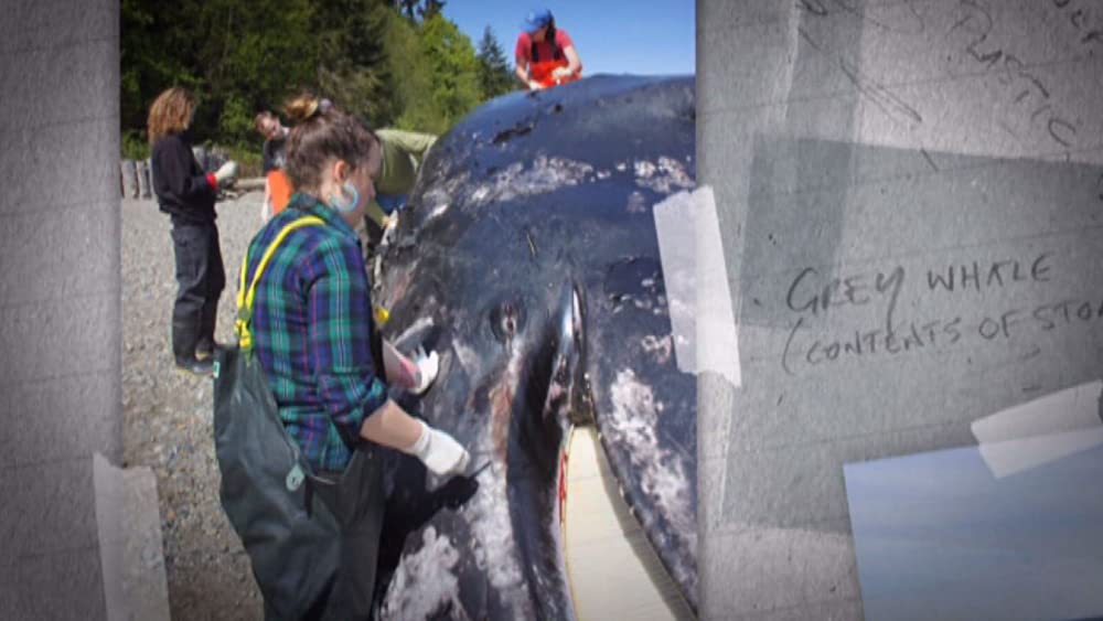 TRASHED ゴミ地球の代償の画像