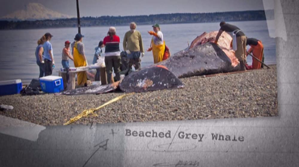 TRASHED ゴミ地球の代償の画像