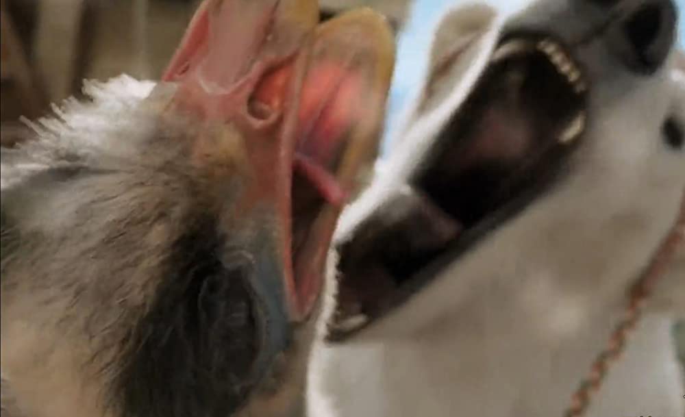 ドクター・ドリトルの画像