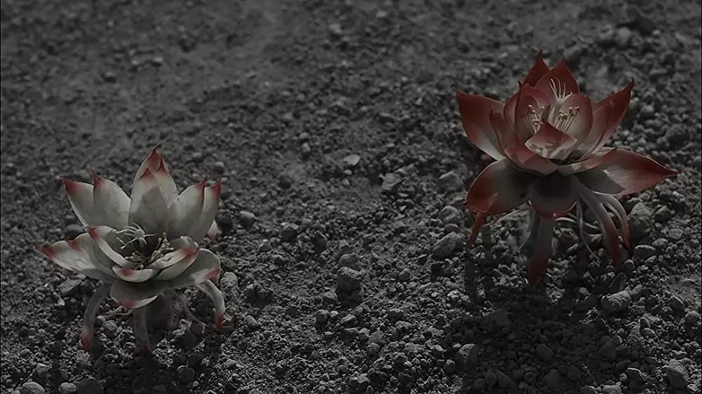 シャニダールの花の画像