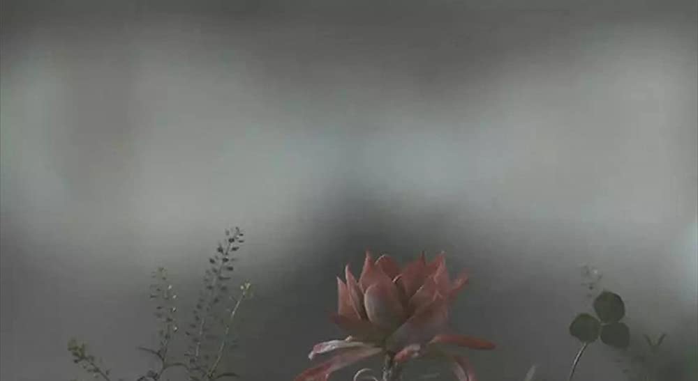 シャニダールの花の画像