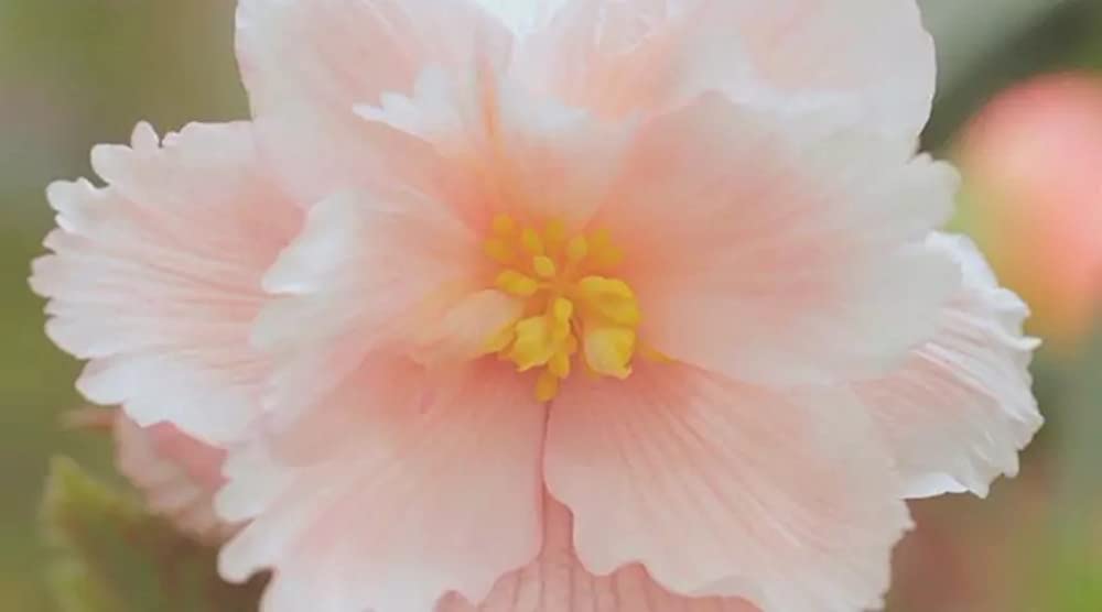 シャニダールの花の画像