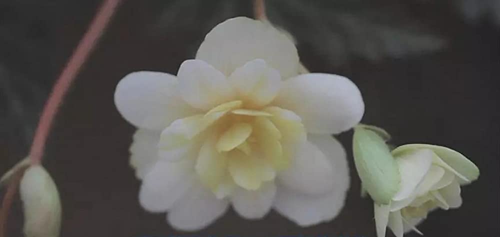 シャニダールの花の画像