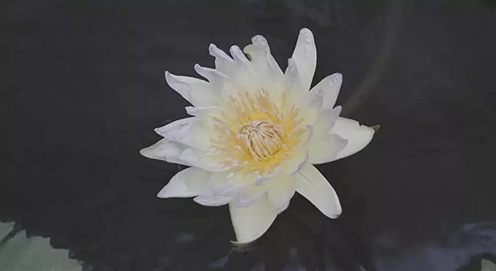 シャニダールの花の画像