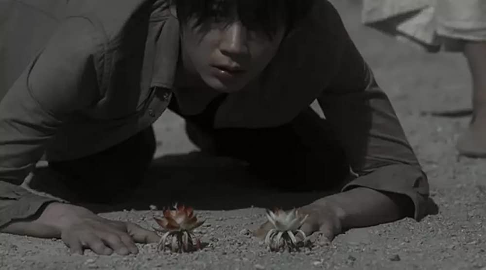 シャニダールの花の画像