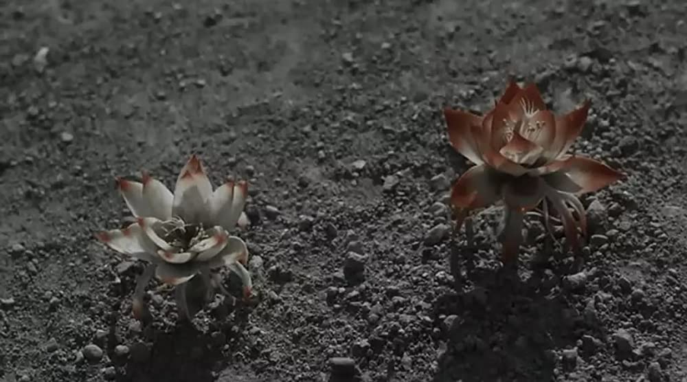 シャニダールの花の画像