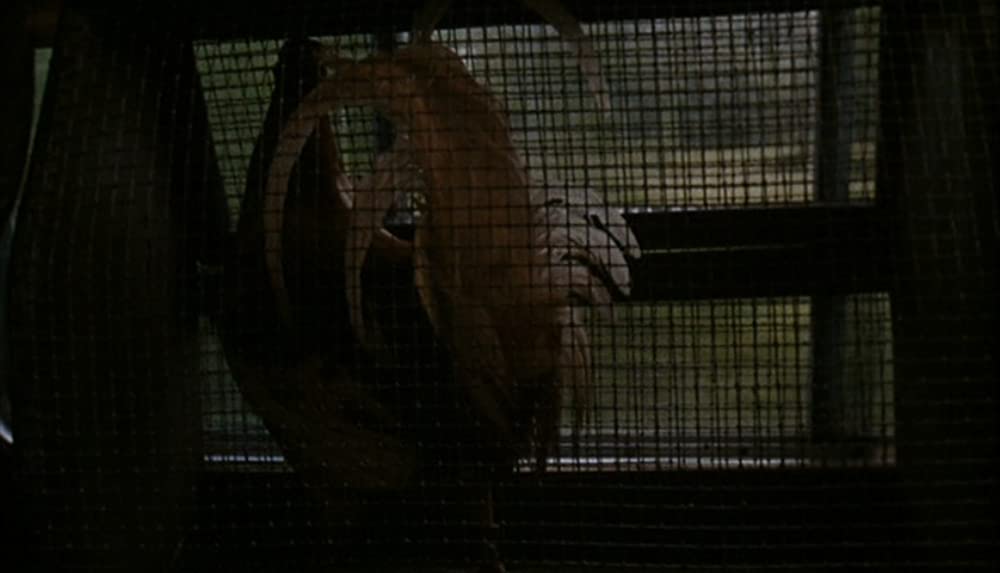 コックファイターの画像