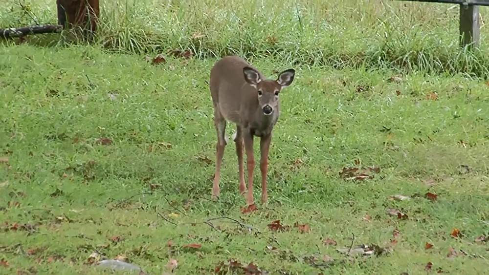 V/H/S シンドロームの画像