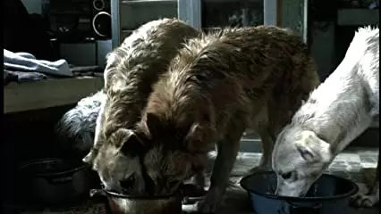 「アモーレス・ペロス」の画像