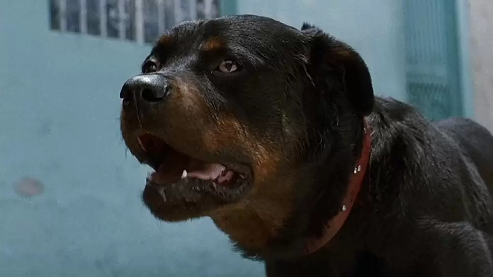 「アモーレス・ペロス」の画像