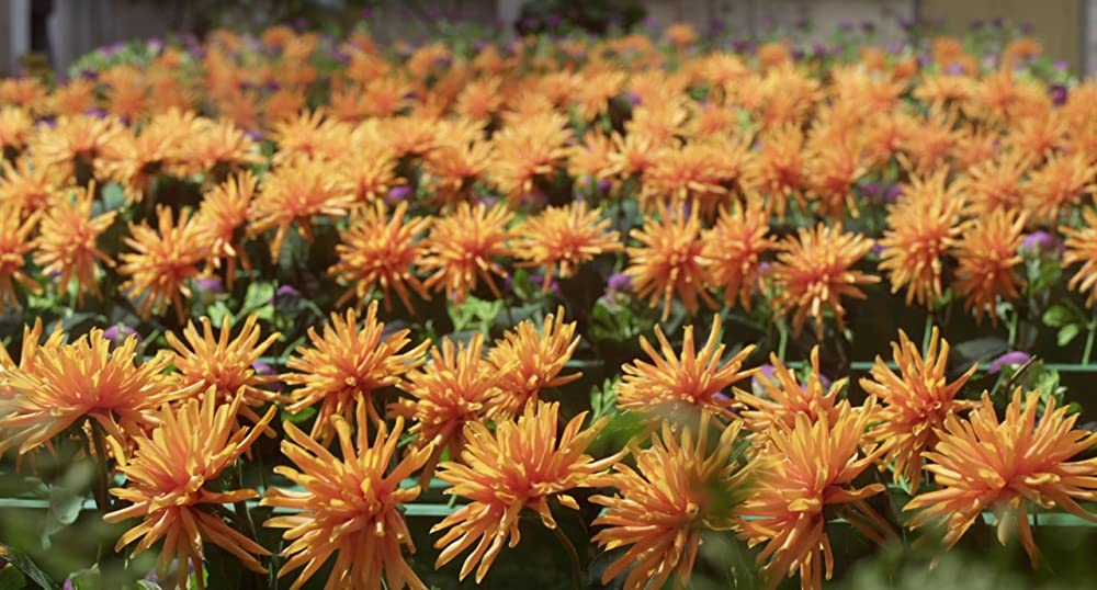 ムード・インディゴ うたかたの日々の画像