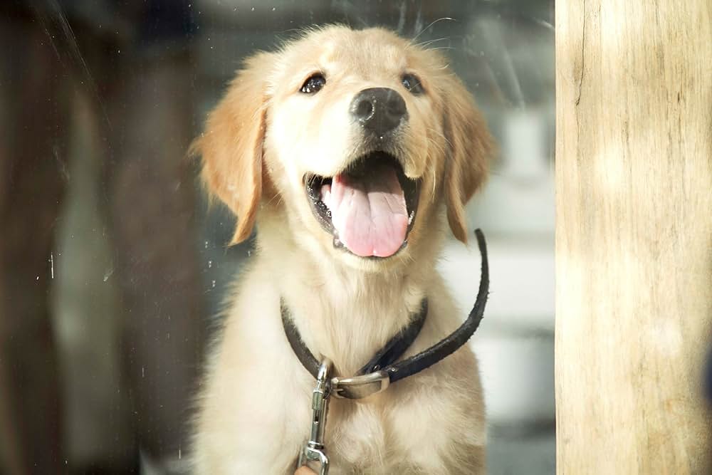 一分間だけの画像