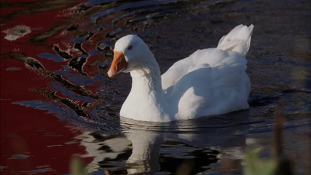 ザ・コンテンダー 解説・レビュー・評価 映画ポップコーン