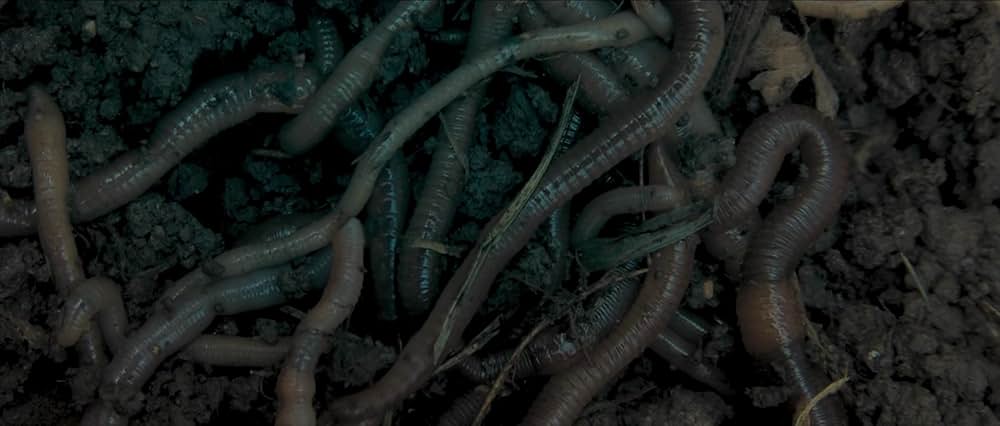 キョンシー／リゴル・モルティス 死後硬直の画像