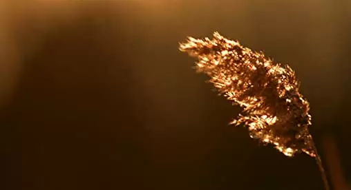 ポロック 2人だけのアトリエの画像