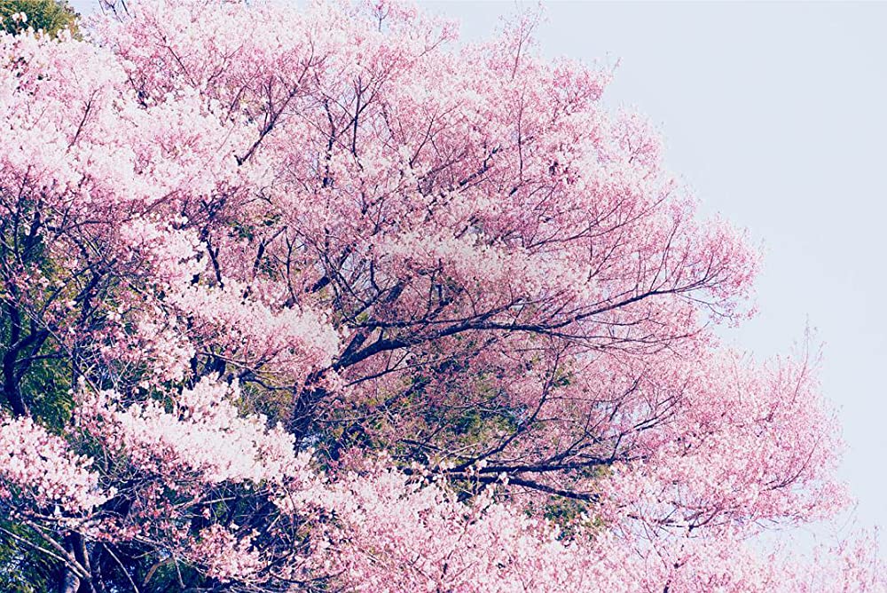 リトル・フォレスト 冬・春の画像