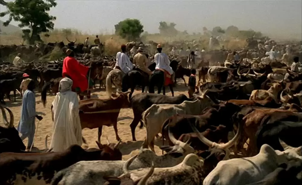 ショコラの画像