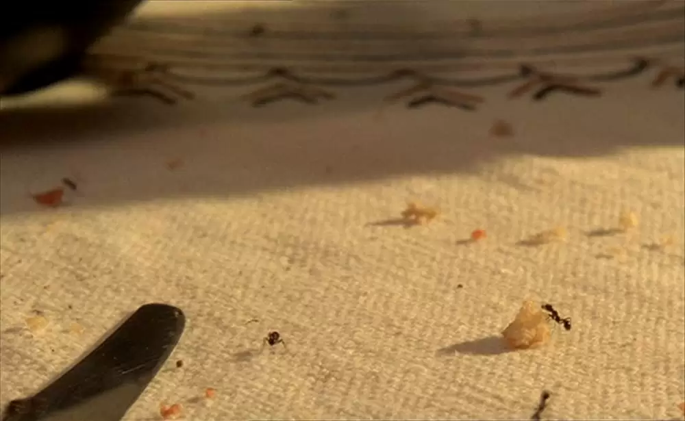 ショコラの画像