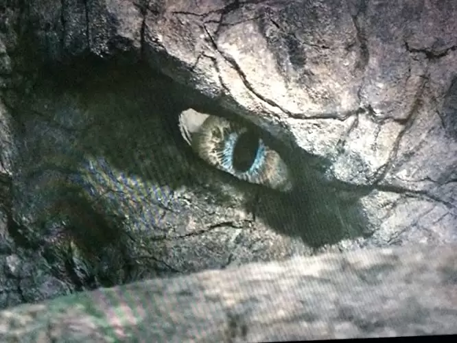 「ドラゴンハート ～新章：戦士の誕生」の画像