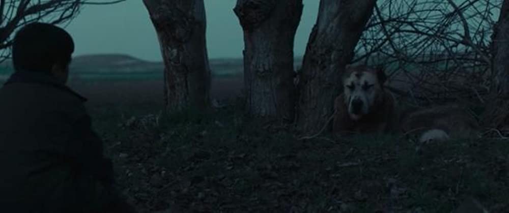 「シーヴァス 王子さまになりたかった少年と負け犬だった闘犬の物語」の画像