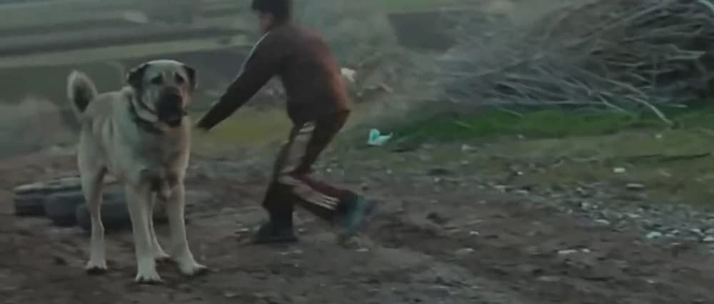 「シーヴァス 王子さまになりたかった少年と負け犬だった闘犬の物語」の画像