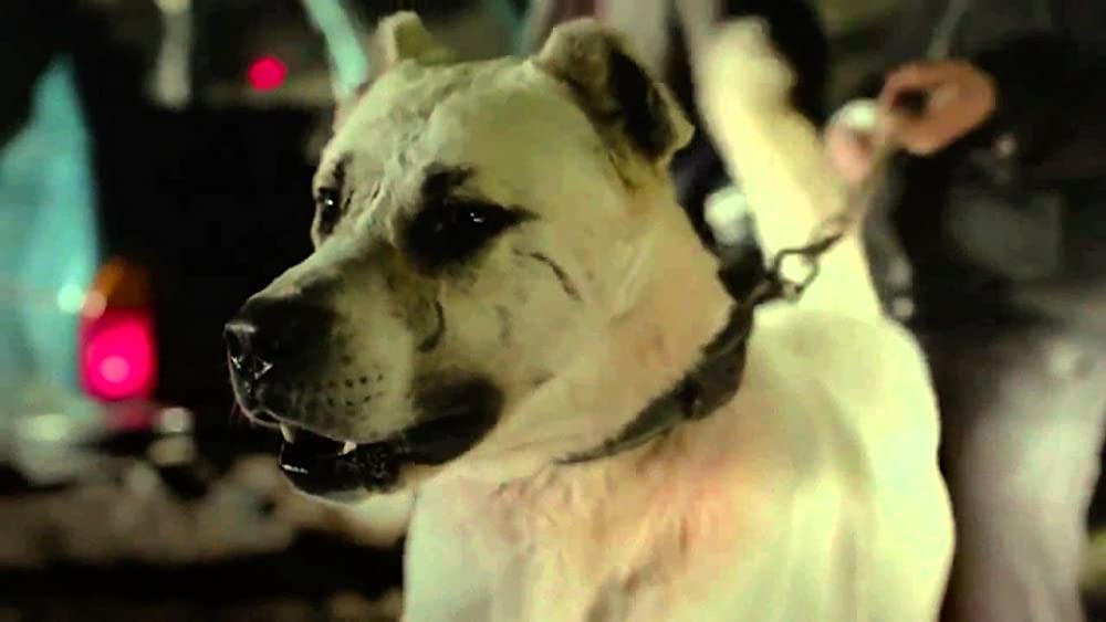 「シーヴァス 王子さまになりたかった少年と負け犬だった闘犬の物語」の画像