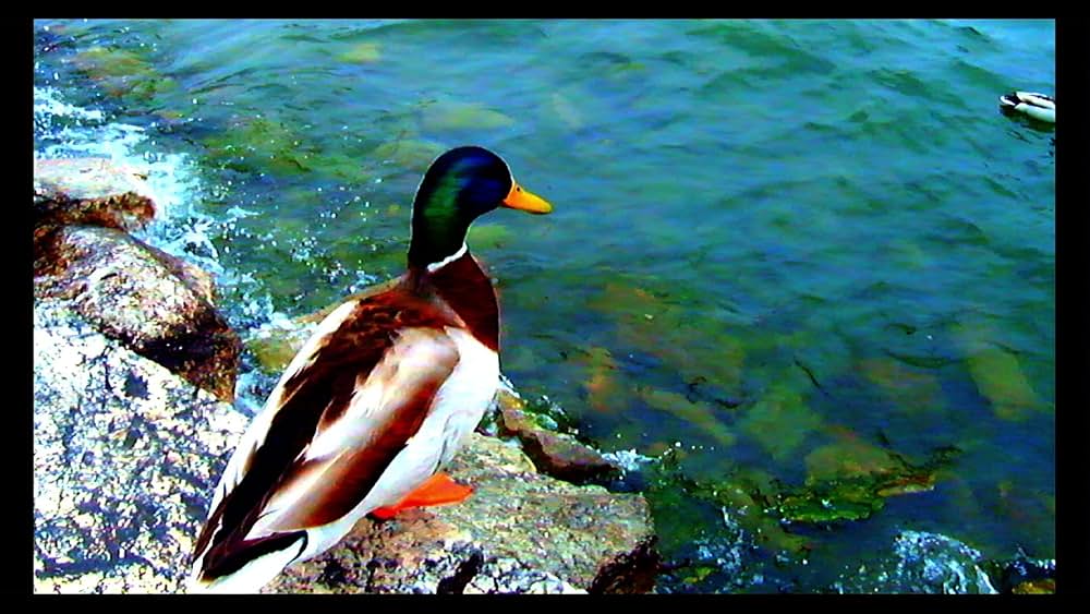 さらば、愛の言葉よの画像