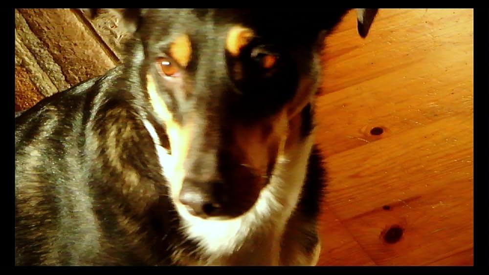 さらば、愛の言葉よの画像